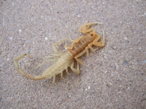 Scorpion molt (deceased)